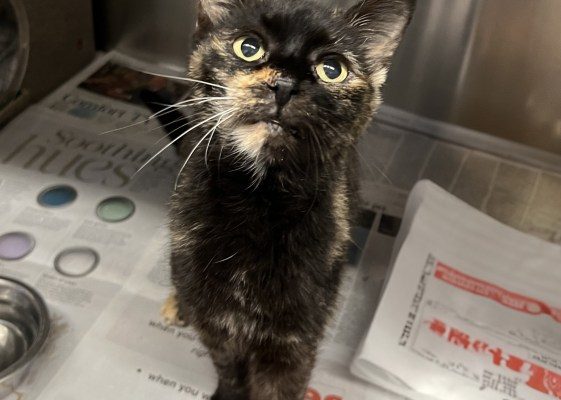 Furry Friends: Eleanor would be a great snuggle buddy