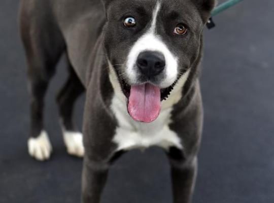 Furry Friends: Kiara has a lot of love to give