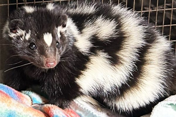 Southwest Virginia Wildlife Center receives first-ever rare Eastern Spotted Skunk